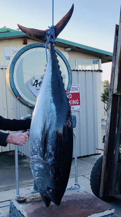 Bluefin Tuna in Beachport